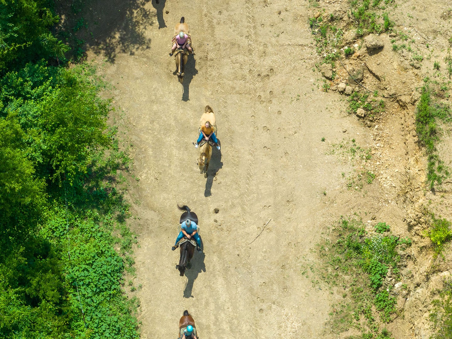 Horses Ridback Horseback Riding Tours in Sevierville, TN - Five Oaks Riding Stables